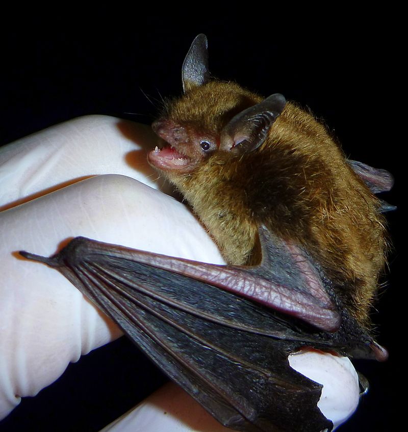 Chauve-souris