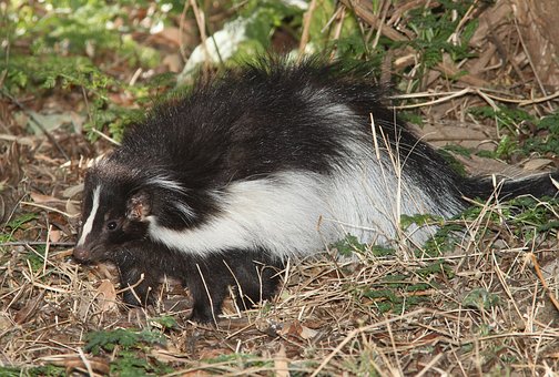Mouffette