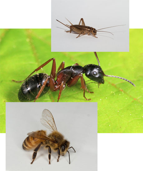 Parasites